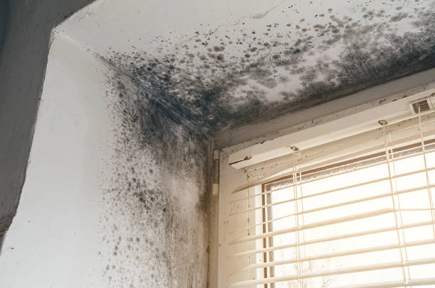 Affordable Attic Mold Remediation solutions in Millington, NJ