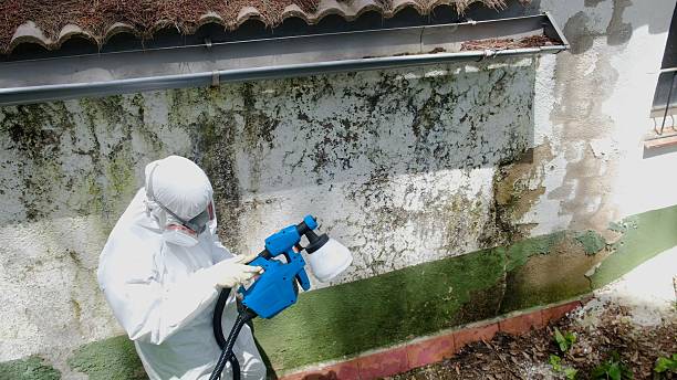 Top rated local Attic Mold Remediation specialists in Millington, NJ